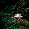 lavendertook: (tea in the wild)