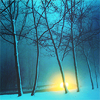 paian: winter trees, bright yellow glow (maybe sun, maybe something else) beyond (trees by sacredmonster)