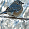 lavendertook: (bird in winter)