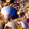 lavendertook: (beachcombing)