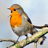 nomore: Branch-sitting robin bird with open mouth. (R :: Annoyed Robin)
