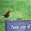 nomore: Robin sitting near grass on a banner reading 'Please keep off', white letters against blue background. (R :: Shoo)