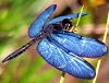 jessidora: (blue_dragonfly)