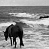 adair: black horse by the sea (horse)