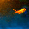 glassfish: (lone little fish)