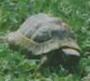 ein_papier: Blurry tortoise on a meadow (tortoise)