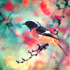 alicechance: (spring means new beginnings)