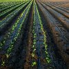 apogee_of_celery: (sprouting)