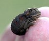 risha: Tiny chameleon on a fingertip (Teeny lizard)