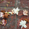 kaigou: (5 flowers on brick)