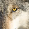 gnaws: (06.)