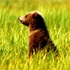 woodfortono: (bear curious)