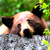 woodfortono: (bear eyeroll)