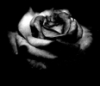 leather_rose: black rose done in b&w (black rose)