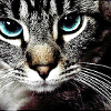 green_dreams: (green-eyed grey-faced peering cat)