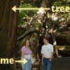 sineala: Me and my brother standing next to a redwood tree (Me & Tree)