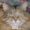 bunny_m: Dervish T. Fluffybritches, snoozing (Default)