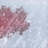 bossymarmalade: a maple leaf frozen in the rideau canal (all tucked away down there)