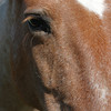 redroanpony: (Default)