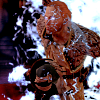 possessed_mage: (Justice energy)