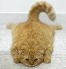beck_liz: Ginger cat completely flattened against the floor (Flattened Ginger Kitty)