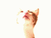 hopefulnebula: A kitten licking the screen. Aww. (Clean Screen)
