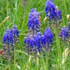 barefootsong: bluebells and green grass (bluebells)