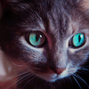 puggle: (cat eyes)
