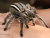 supergee: (tarantumunk)