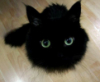 pitry: (cat overlord)