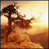 spirithorse21: (Tree of Light)