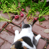 sepdet: Samhain worshipping the veggies. Oooommm. (Okay, yes, catnip was involved.) (Default)