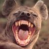 hazmat: (Hyena LOL)