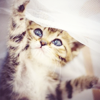 papercoversrock: (Stock - Cute kitty)