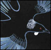 labellementeuse: stylised picture of a tui (a native NZ bird.) textless. (misc tui art)