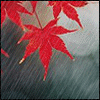 ithildin: (Nature - Maples in the Rain)