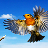 notinthebook: ([Cubefall]: flight)