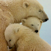 omens: snuggling polar bears  (misc - bear hugs)