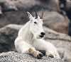 miss_montrose: (goat rest)