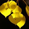 rhi: Yellow aspen leaves (fall leaves)