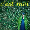 rhi: Peacock, plumage spread.  C'est moi. (peacock)