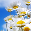 gardenparty: (Daisies)