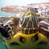 hebbycakes: (Trip Tucker the Turtle from Texas)