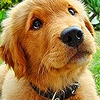 americanretriever: (GIANT EYES)