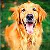 americanretriever: (SMILE)