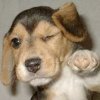 silicone_soul: (Cool Puppy)