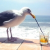 porcupine_advocate: (bird, drink, sip sip, tea)