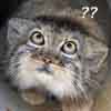 bliumchik: baffled cat is baffled (OMGWTF)