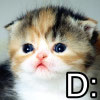fwee: (Fwee Kat)
