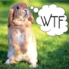 sarehkert: WTF Bunny (WTF)